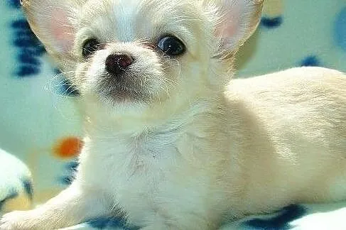 Chihuahua długowłosa, Olsztyn