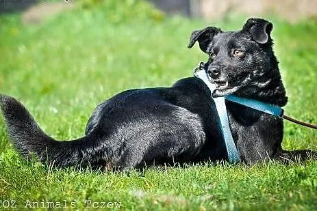 OTOZ Animals - Niko - wesoły, kochany czarnuszek d