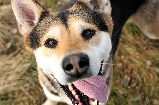 Sultan-pokochaj mnie od zaraz,  mazowieckie Warsza