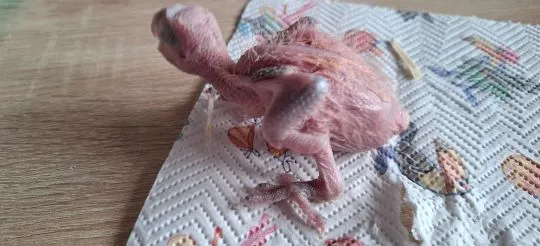 Kakadu różowe pisklęta dalszego ręcznego karmienia, , Chyżne 