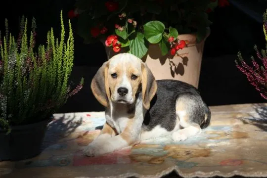 Beagle - szczeniaczki Związku Kynologicznego w Polsce  po Championie Polski, , ALEKSANDRIA  PIERWSZA  KONOPISka