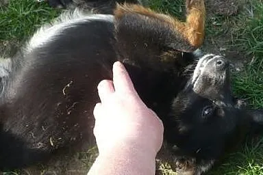 Kto wytropi i pokocha malutkiego Tropka?,  śląskie