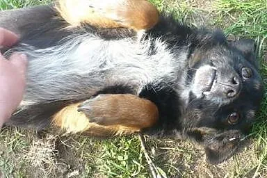 Kto wytropi i pokocha malutkiego Tropka?,  śląskie