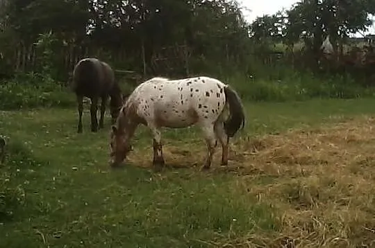 Kucka Tarant Ozdoba Ogrodu!