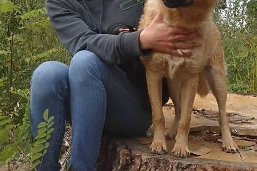 Foster- super piesek ok 1 roku,  mazowieckie Warsz