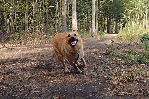Foster- super piesek ok 1 roku,  mazowieckie Warsz
