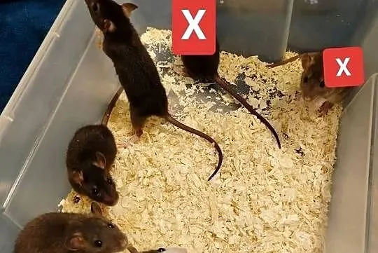 Szczur, Szczury, Szczurki, Młode, Kujawsko-pomorskie, Bydgoszcz