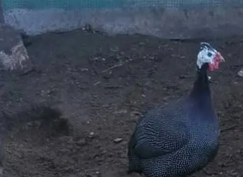 perliczek brolier Sprzedam ładnego Perlika dorodny Polecam tel697878801., Podkarpackie, Kolbuszowa