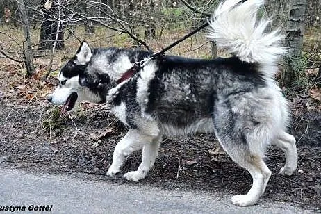 Piękny łagodny husky czeka na dom ,  Husky cała Po