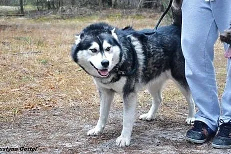 Piękny łagodny husky czeka na dom ,  Husky cała Po