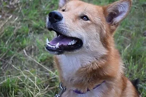 Wyjątkowy, mądry Hachi szuka domu,  Kundelki cała Polska
