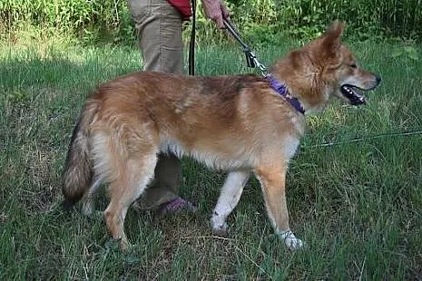 Wyjątkowy, mądry Hachi szuka domu,  Kundelki cała 