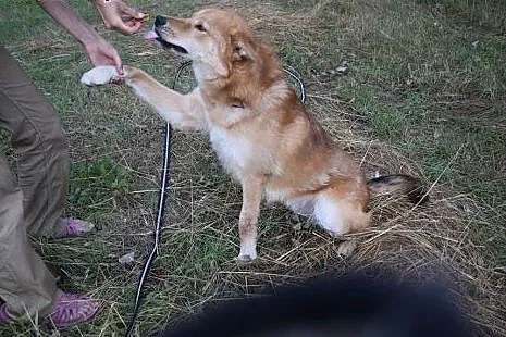 Wyjątkowy, mądry Hachi szuka domu,  Kundelki cała 