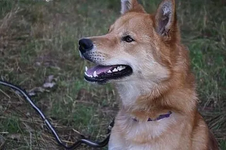 Wyjątkowy, mądry Hachi szuka domu,  Kundelki cała 