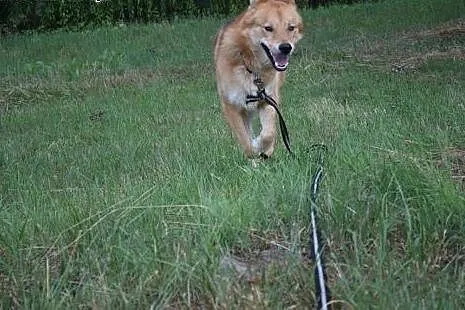 Wyjątkowy, mądry Hachi szuka domu,  Kundelki cała 