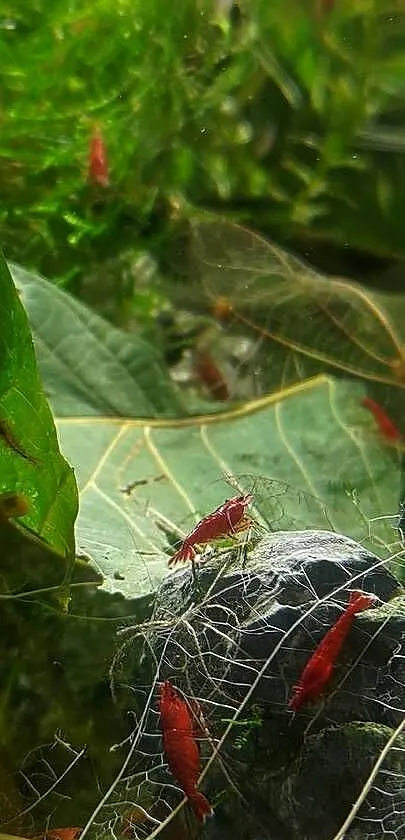 Neocaridina Red Sakura, Małopolskie, Kraków