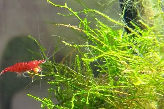 Neocaridina Red Sakura, Małopolskie, Kraków