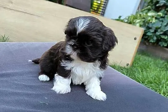 Pieski shih TZU - gen czekolada