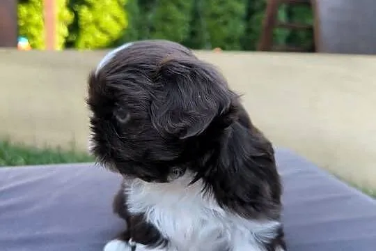 Pieski shih TZU - gen czekolada, Świętokrzyskie, Staszów
