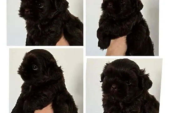 Pieski shih TZU - gen czekolada, Świętokrzyskie, Staszów