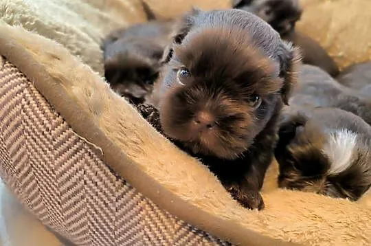 Pieski shih TZU - gen czekolada, Świętokrzyskie, Staszów