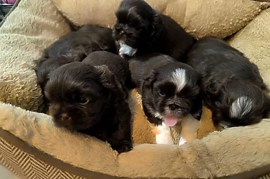 Pieski shih TZU - gen czekolada, Świętokrzyskie, Staszów