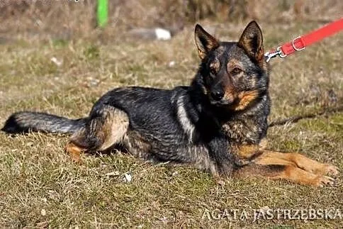 Rasza - wdzięczna, delikatna, owczarkowata suczka :),  warmińsko-mazurskie Olsztyn