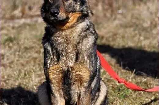 Rasza - wdzięczna, delikatna, owczarkowata suczka 