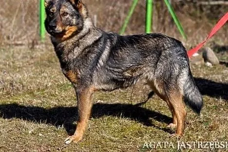 Rasza - wdzięczna, delikatna, owczarkowata suczka 