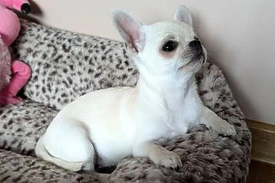 Piesek chihuahua kremowy ZKwP