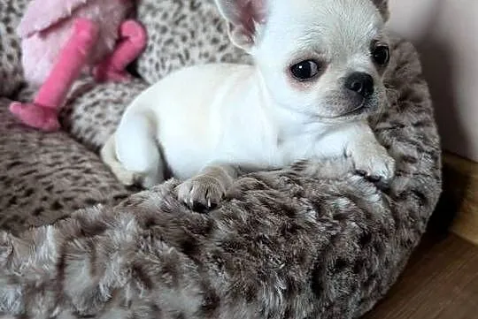 Piesek chihuahua kremowy ZKwP, Łódzkie, Złaków Borowy
