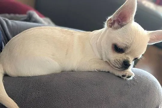 Piesek chihuahua kremowy ZKwP, Łódzkie, Złaków Borowy