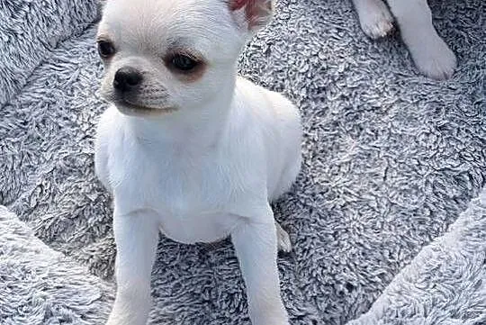 Piesek chihuahua kremowy ZKwP, Łódzkie, Złaków Borowy