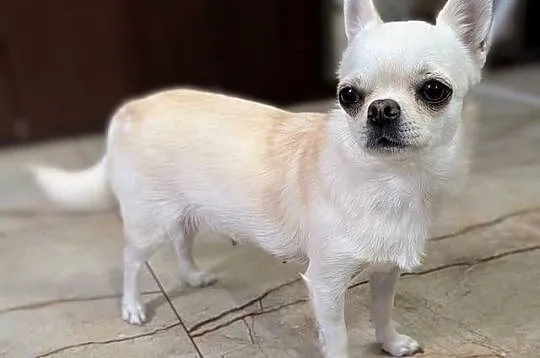 Piesek chihuahua kremowy ZKwP, Łódzkie, Złaków Borowy