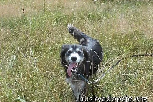 CARMEN- młoda i łagodna suczka mix husky do adopcj