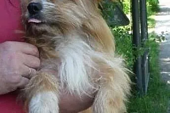 Pufi  - mały, kudłaty piesek, szuka domu. ,  dolno