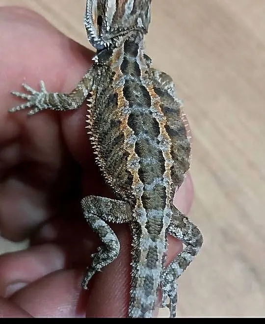 Agama brodata młode, Lubuskie, Białcz