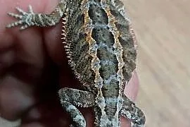 Agama brodata młode