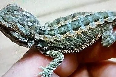 Agama brodata młode, Lubuskie, Białcz
