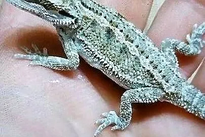 Agama brodata młode, Lubuskie, Białcz