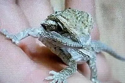 Agama brodata młode, Lubuskie, Białcz