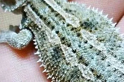 Agama brodata młode, Lubuskie, Białcz