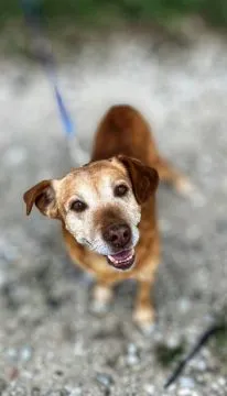 Staś - cudowny psi dziadek, przyjazny i wesoły  Poznaj Stasia - psiego dziadka o złotym sercu, który, , Warszawa