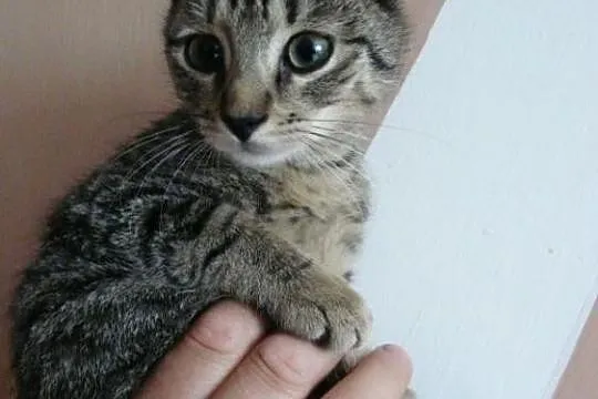 3 miesięczny tygrysek oczekuje na adopcję :)