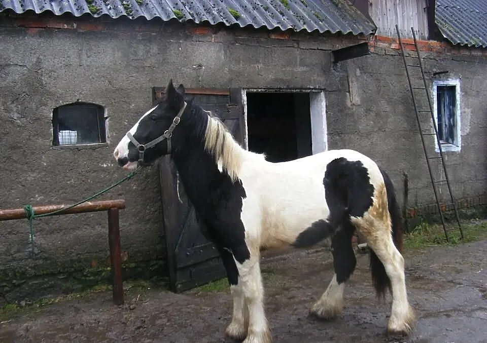 MONTE-cob irlandzki