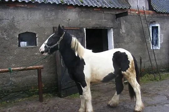 MONTE-cob irlandzki