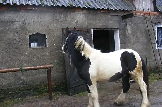MONTE-cob irlandzki