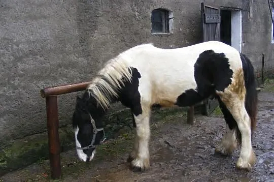 MONTE-cob irlandzki