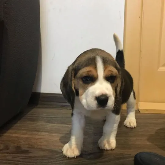 Dwa wspaniałe szczenięta rasy beagle szukają kochającego domu.