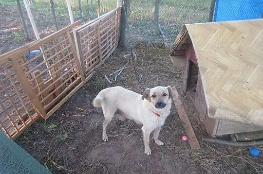 Lola, cudowna sunieczka szuka domu!